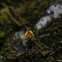 Bulbophyllum petiolare Thwaites